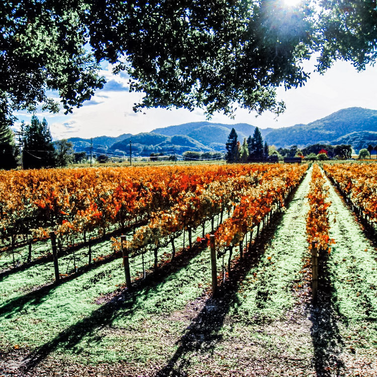 U.S trips perfect for spring: Napa Valley in springtime