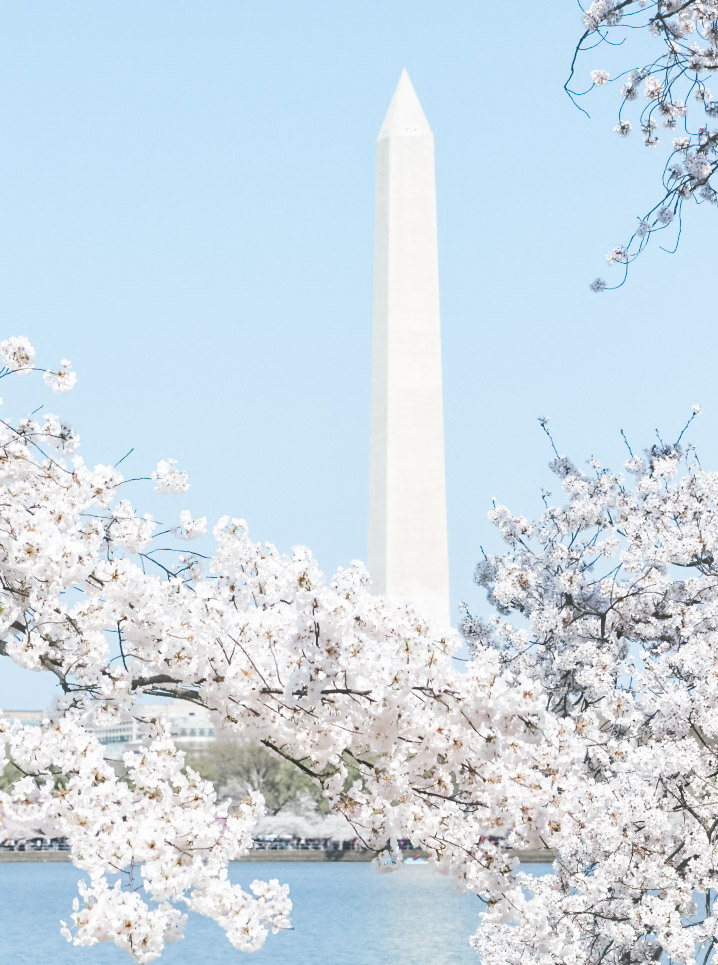 U.S trips perfect for spring: Washington cherry blossoms