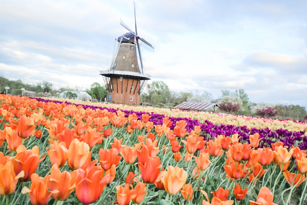 U.S trips perfect for spring: Holland Michigan tulip fields